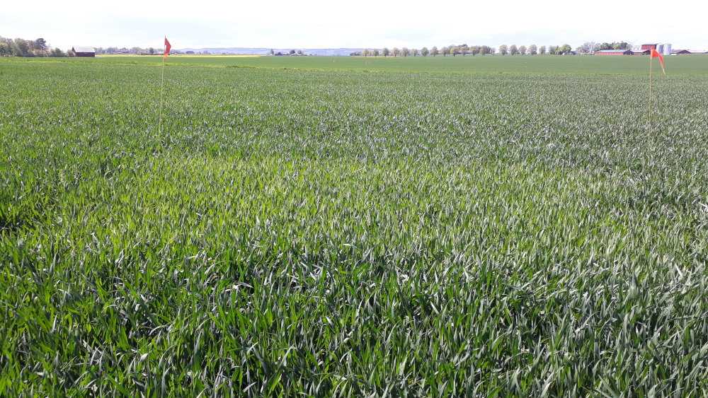 Foto som visar ogödslad ruta i fält med höstvete.