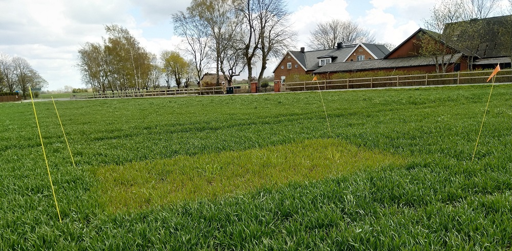 Foto som visar ett höstvetefält med en ogödslad ruta där veten är ljusare och mindre.