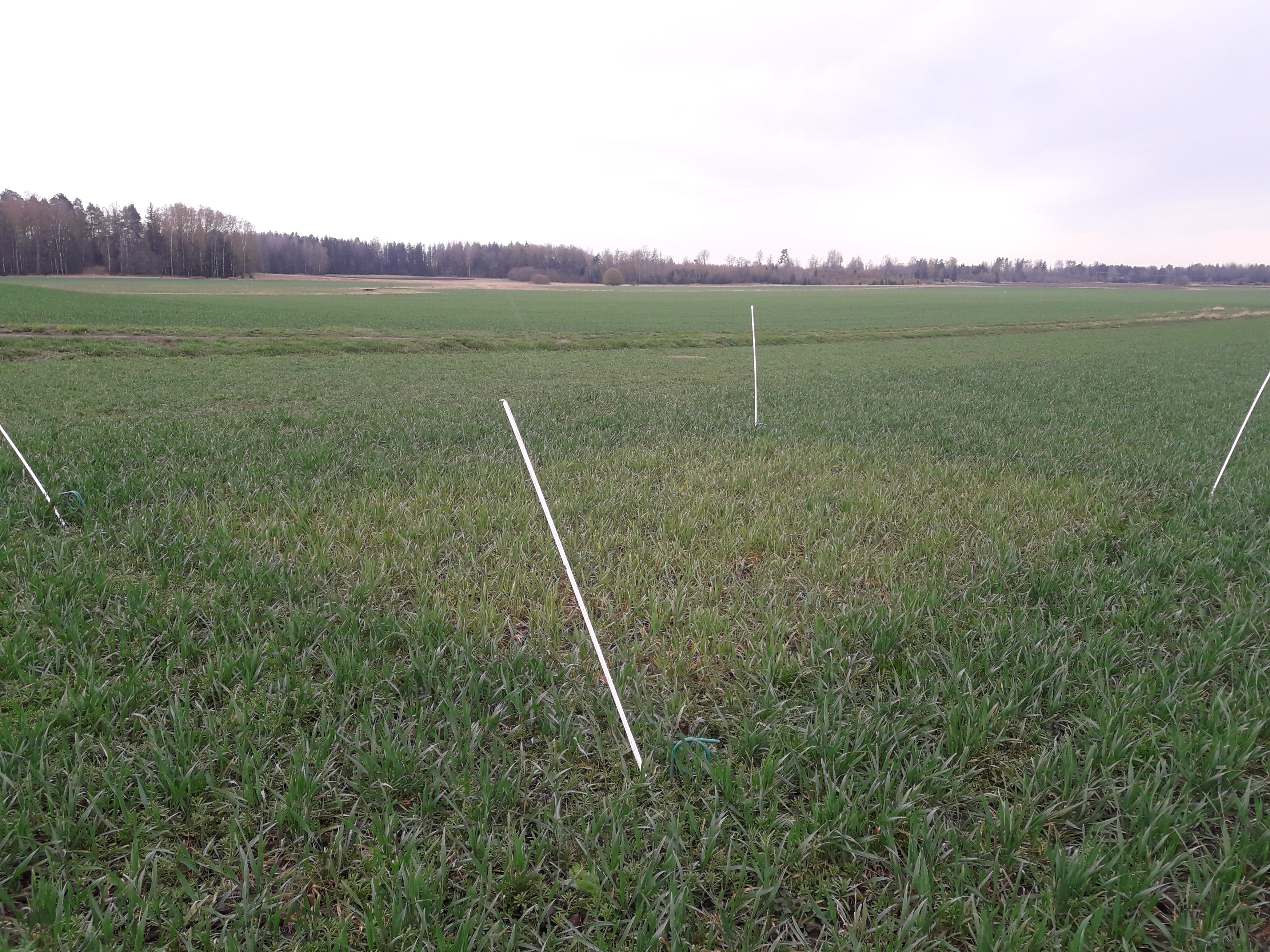 Foto som visar ett höstvetefält med ogödslad ruta där den ogödslade rutan är ljusare i färgen jämfört med omkringliggande fält. 