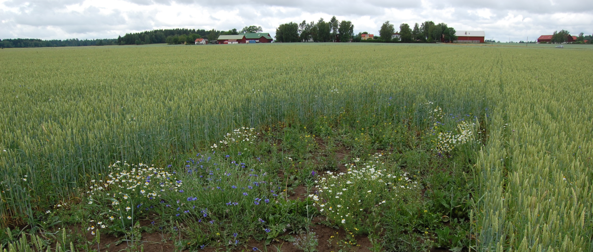 Lärkruta som är osådd i höstvetefält