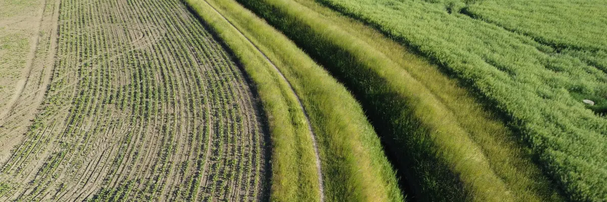 Drönarbild över ett dike med skyddszoner på båda sidorna