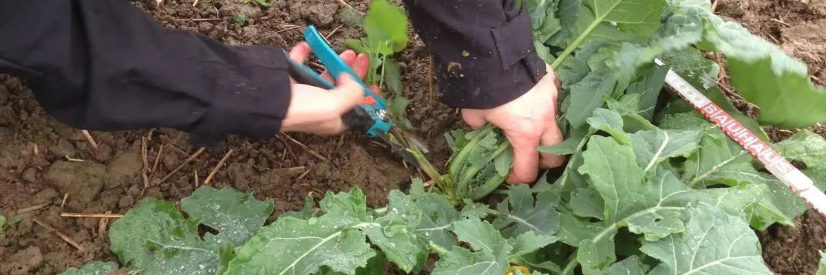 Klippning av höstraps