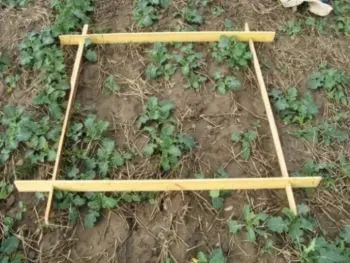 Höstupptag i höstraps 16 kg N/ha