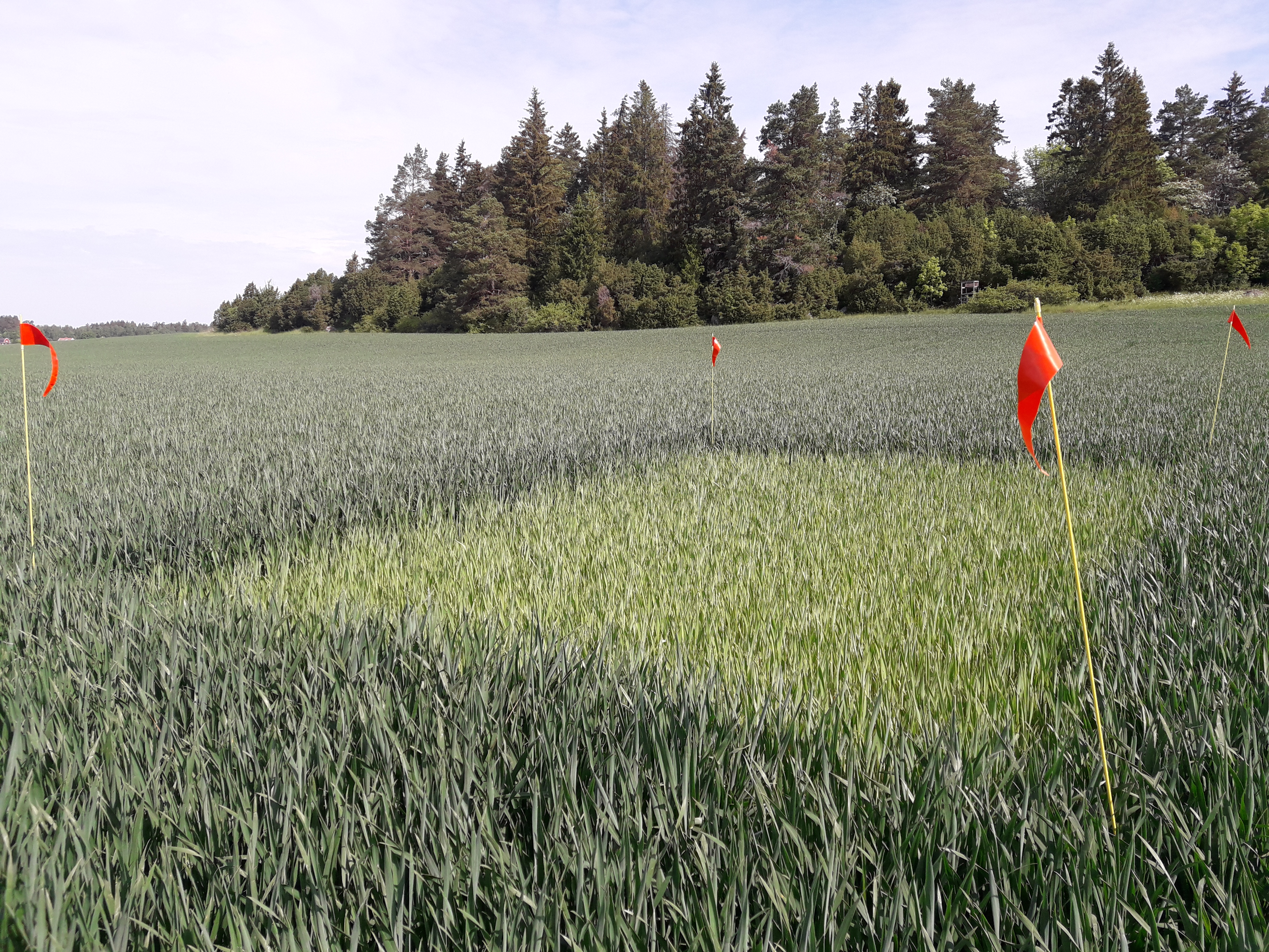 Foto som visar ett höstvetefält med ogödslad ruta där den ogödslade rutan är ljusare i färgen jämfört med omkringliggande fält