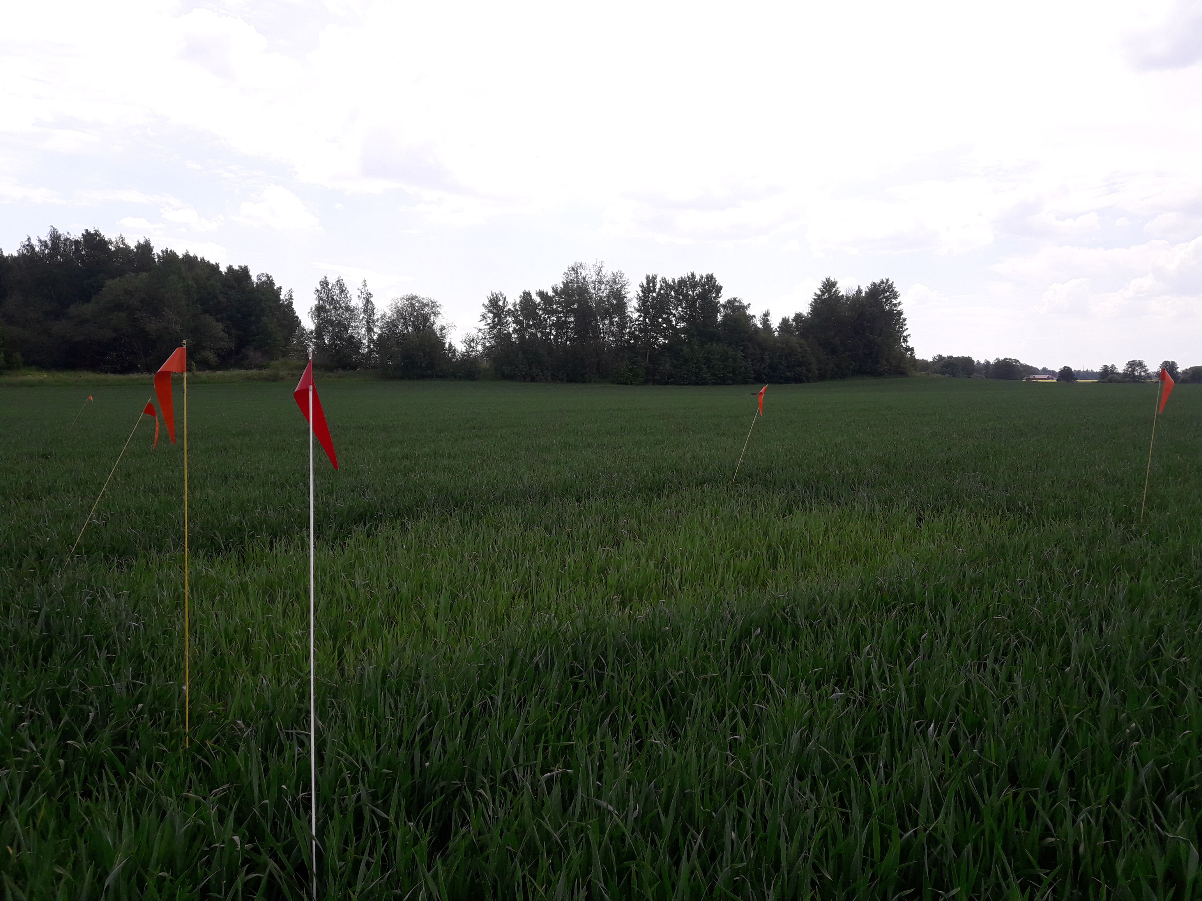 Bild som visar ett höstvetefält med en ogödslad nollruta.
