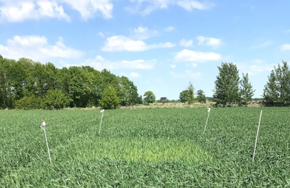Foto som visar ogödslad ruta i fält med höstvete. Färgskillnaden mellan ogödslad ruta och fält är stor.