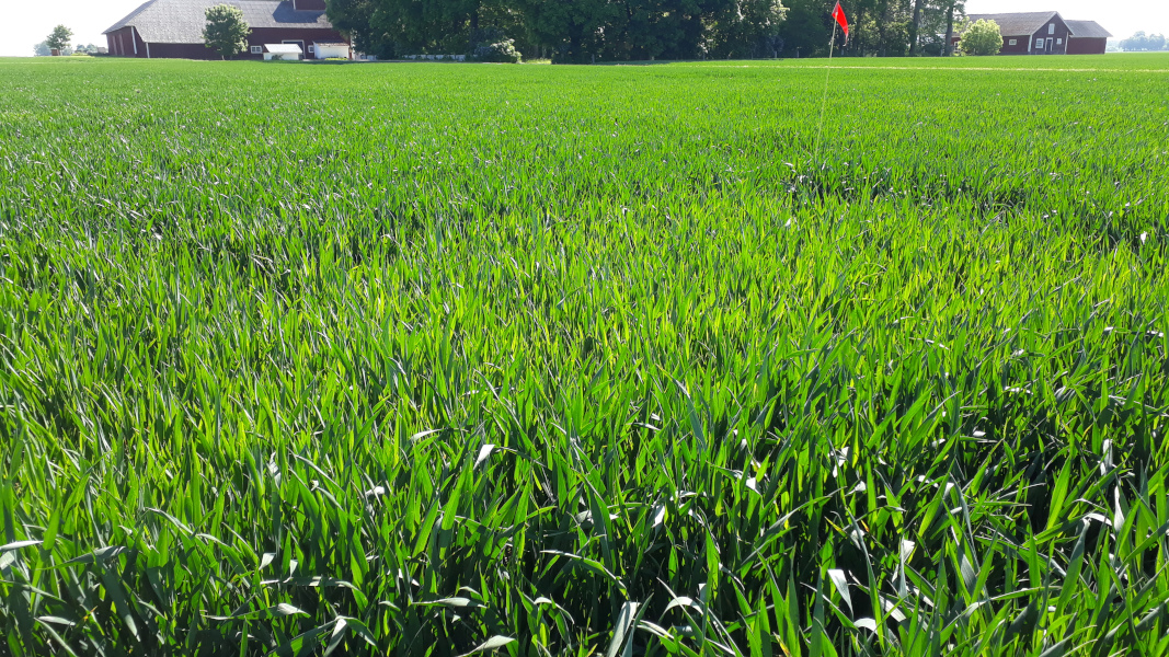 Foto som visar nollruta i höstvetefält. Färgskillnaden mellan ogödslad ruta och fält är mycket liten.