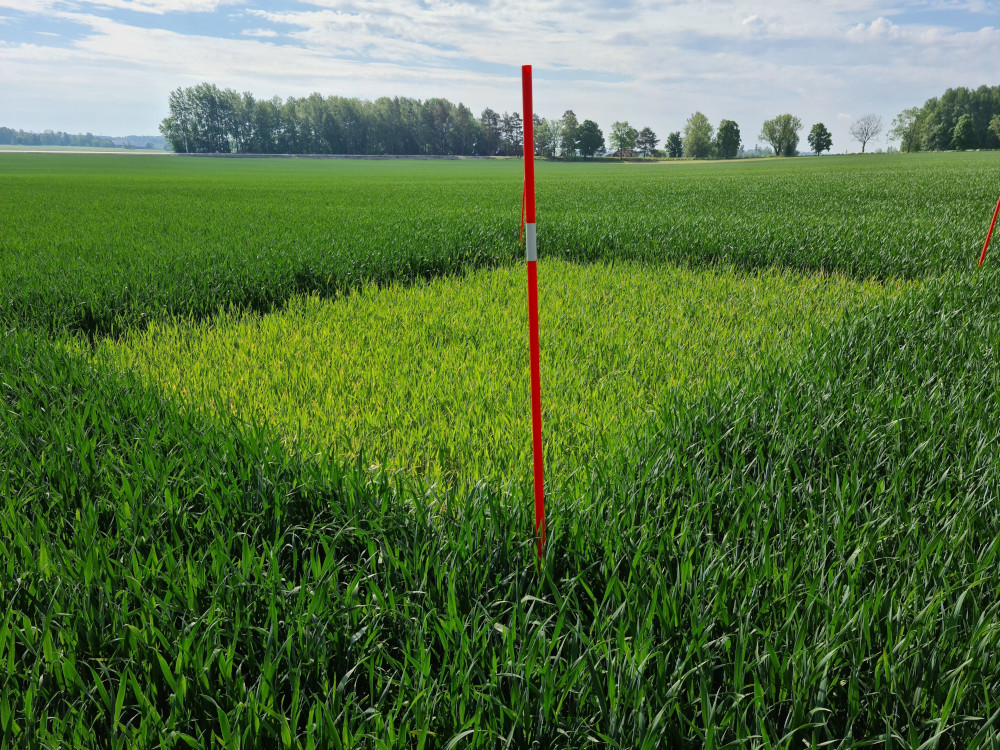 Foto som visar ogödslad ruta i höstvetefält. Färgskillnaden mellan ogödslad ruta och fält är stor.