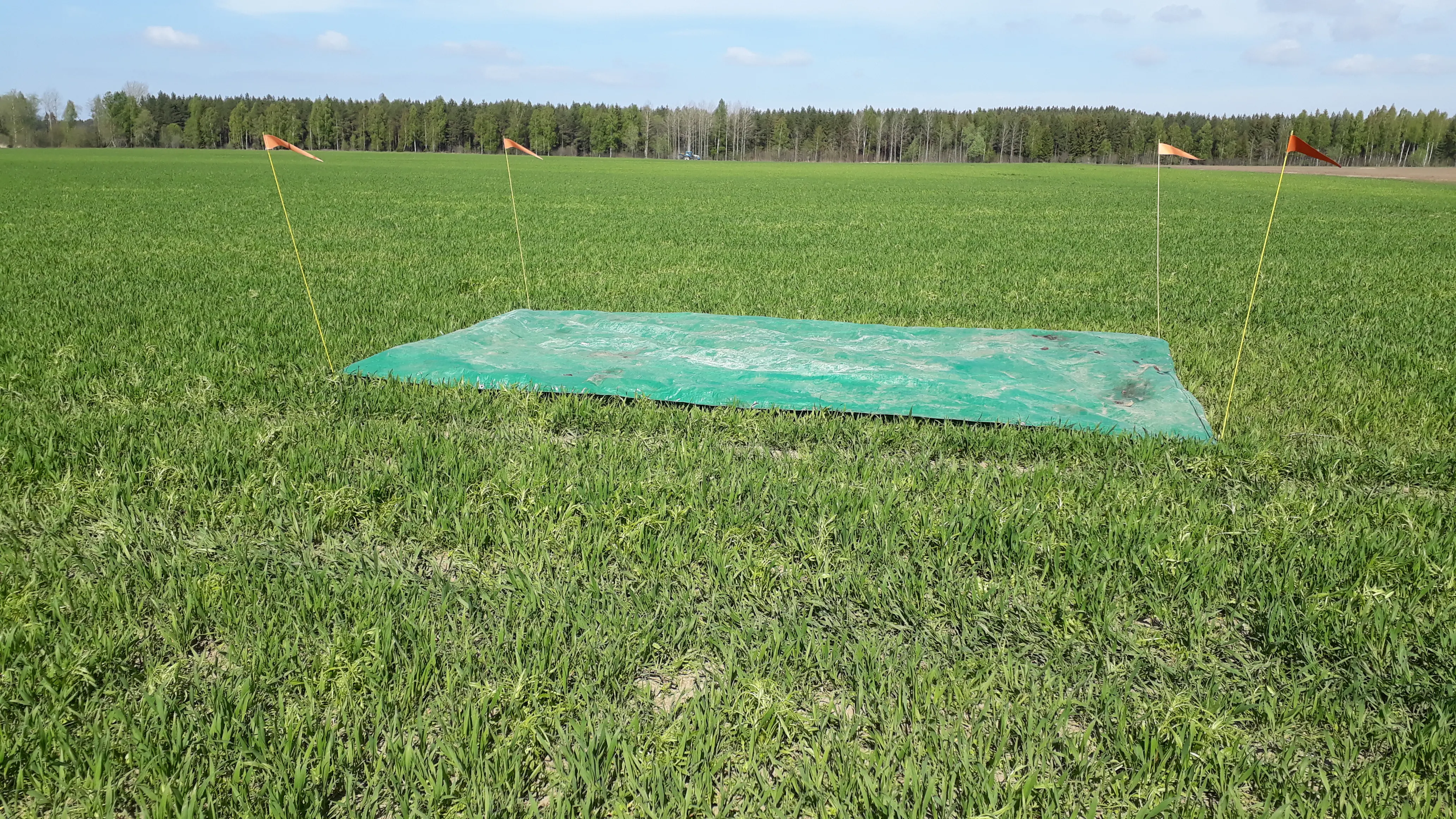 Foto över ett vetefält med en nollruta