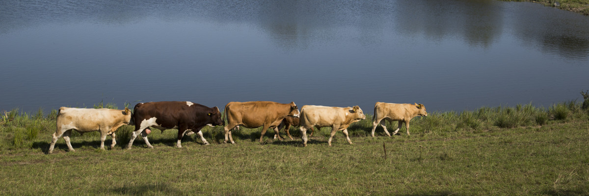 Kor som går på rad med vatten i bakgrunden