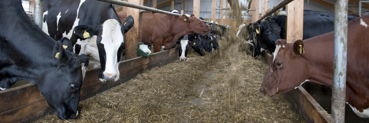 Kor som står och äter vid ett foderbord