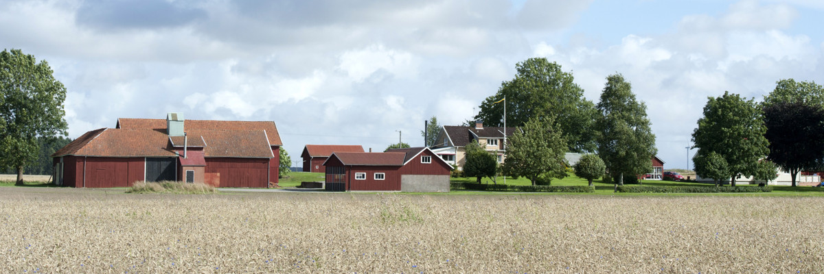 Vy över en gård med spannmålsfält i förgrunden