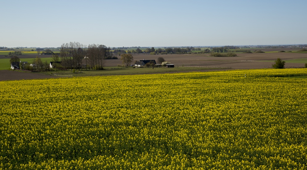rapsfält
