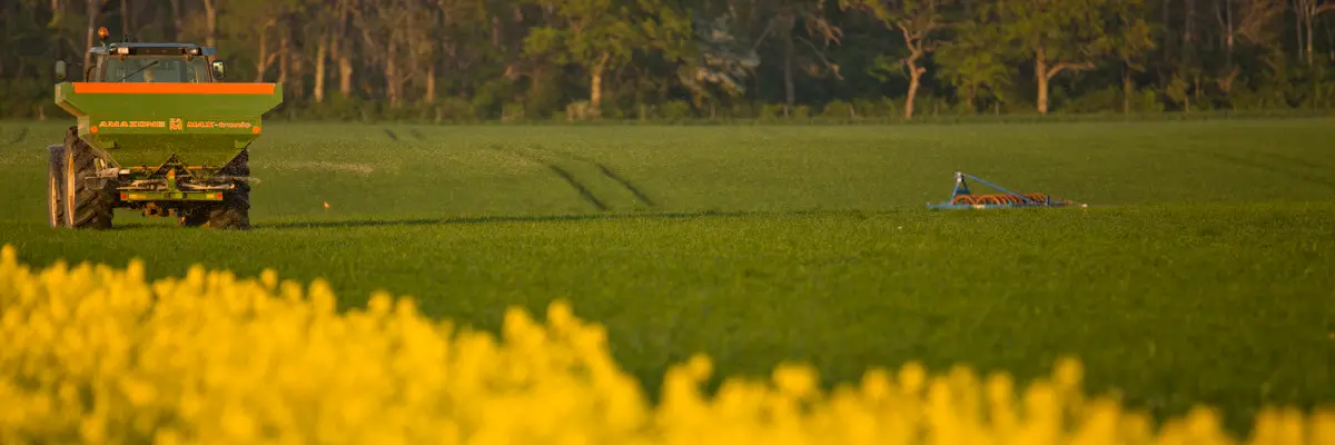 Traktor som sprider mineralgödsel på ett fält med blommande raps i förgrunden