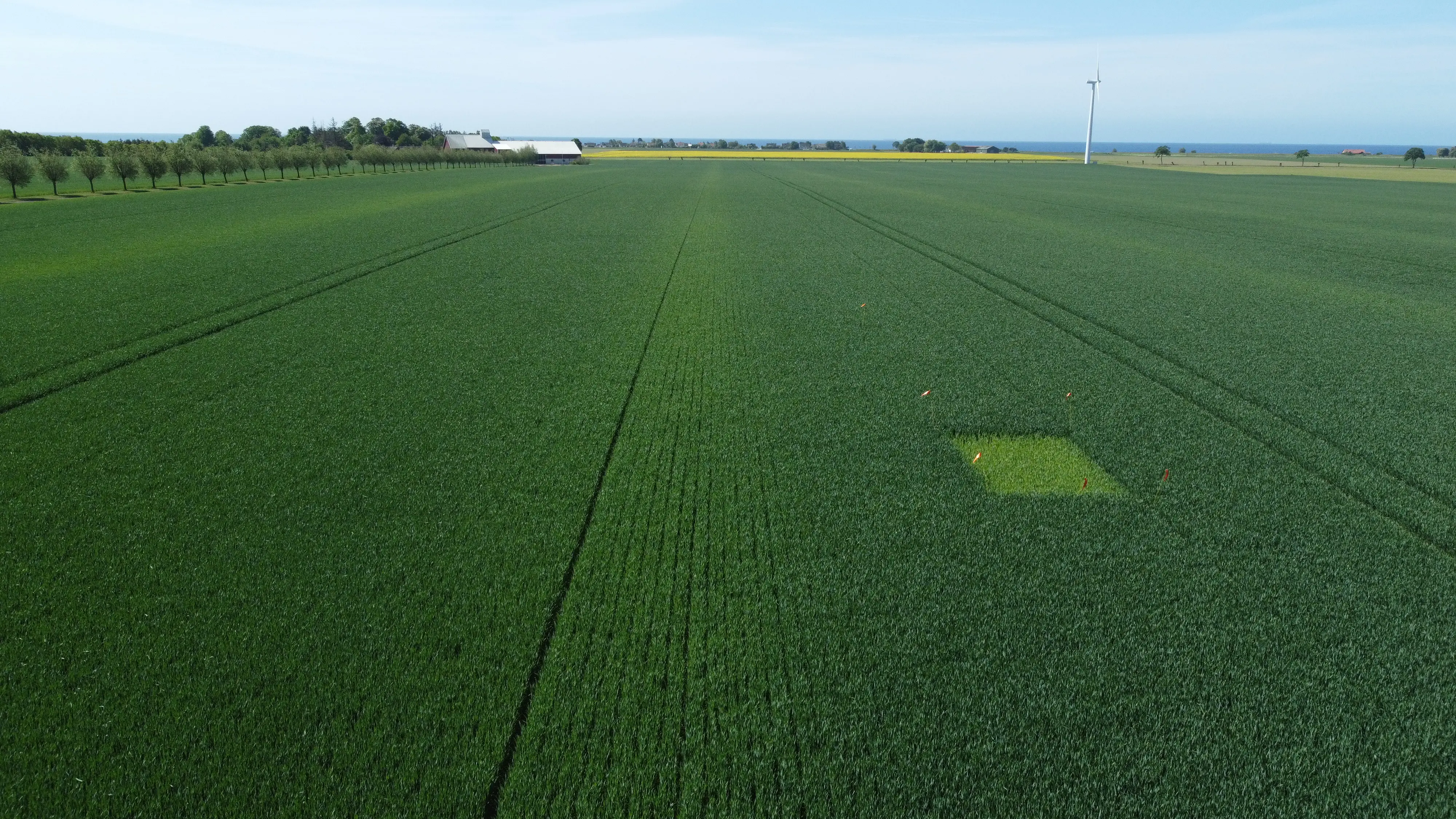 Drönarbild över ett vetefält med en nollruta