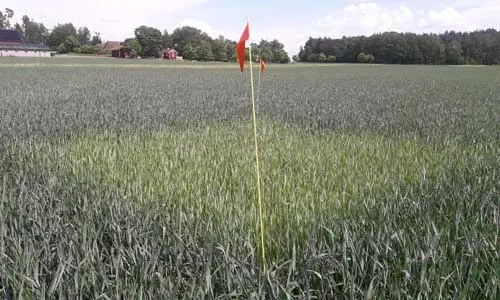 Höstvete med ogödslad ruta