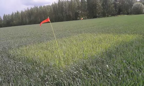 Höstvete med ogödslad ruta