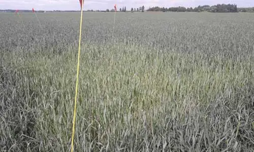 Höstvete med ogödslad ruta