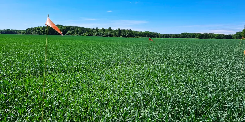 Nollruta i höstvetefält