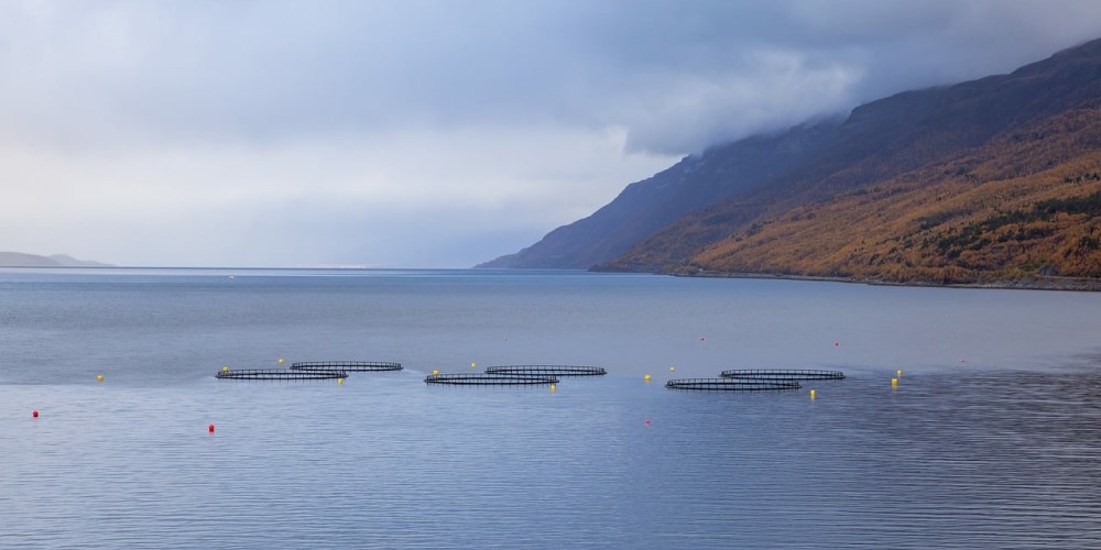 Norsk fiskodling i en fjord