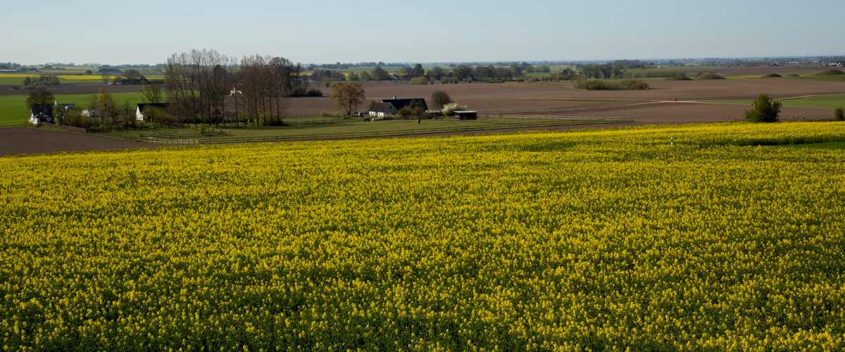 Blommande rapsfält med gård i bakgrunden