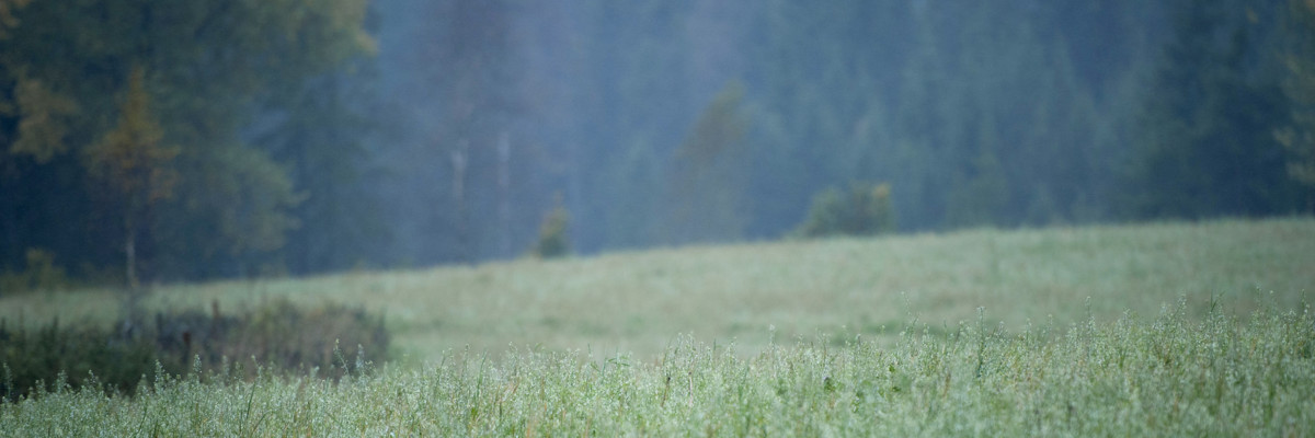 Foto: Janne Andersson