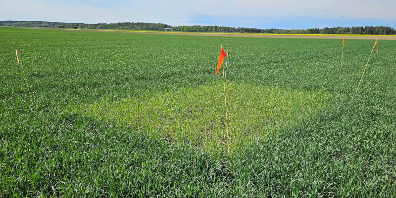 Nollruta i höstvete