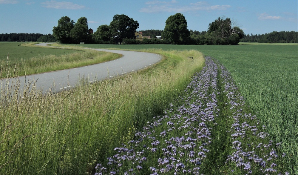 blommande åkerkant