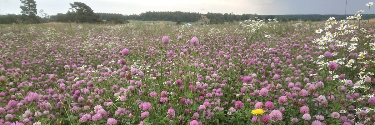 Blommande åker