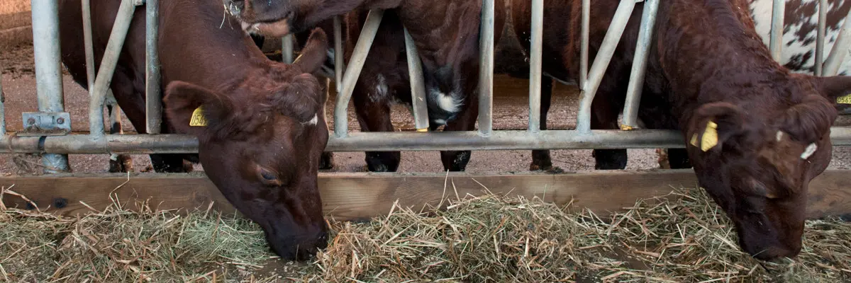 Kvigor som äter vid ett foderbord