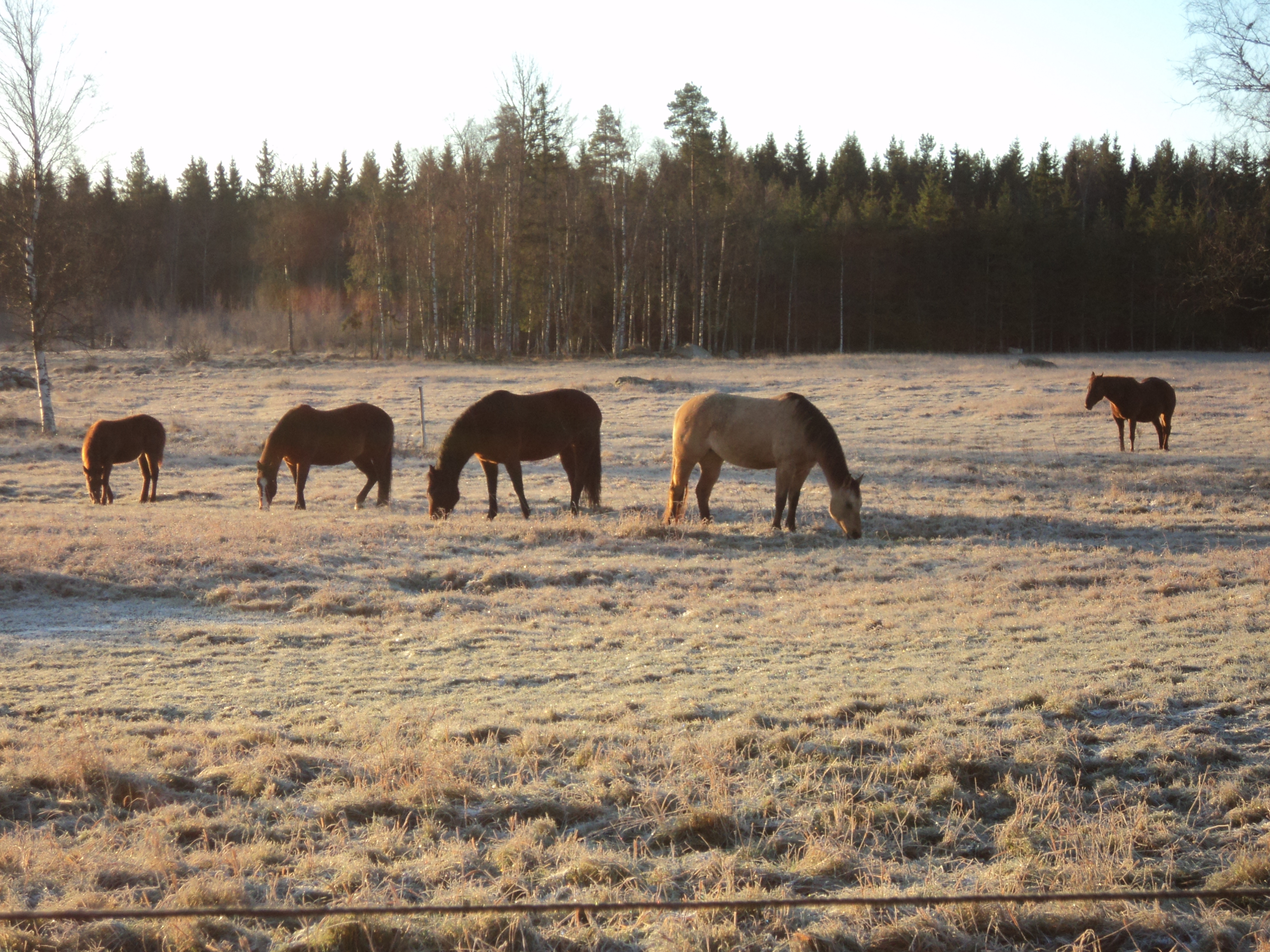 Hästar som betar i en hage