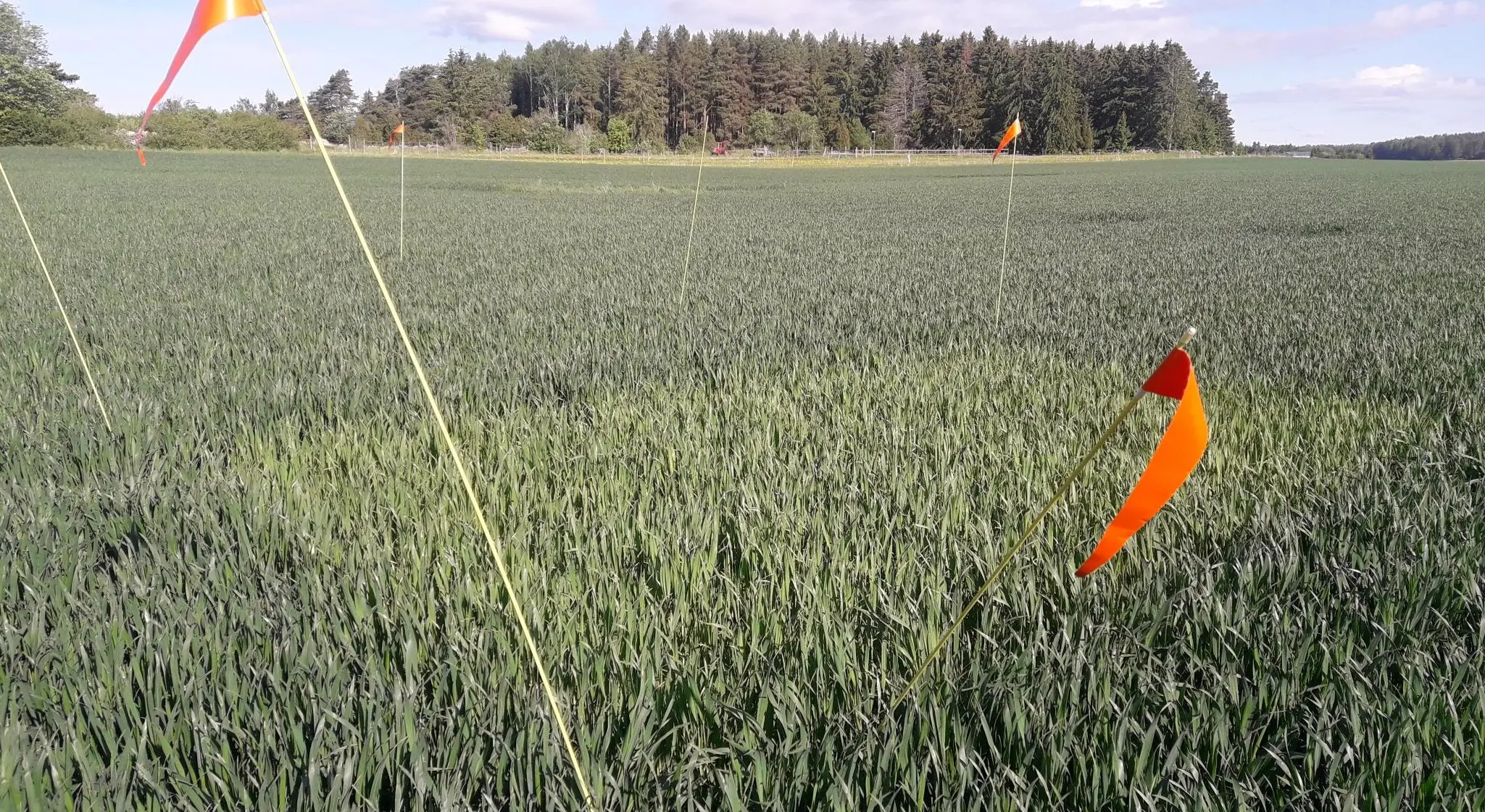 Foto som visar ett höstvetefält med ogödslad ruta där den ogödslade rutan är ljusare i färgen jämfört med omkringliggande fält.