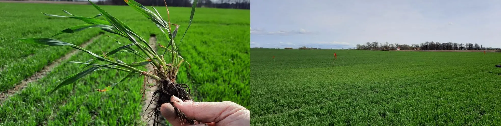 Hand som håller höstveteplanta