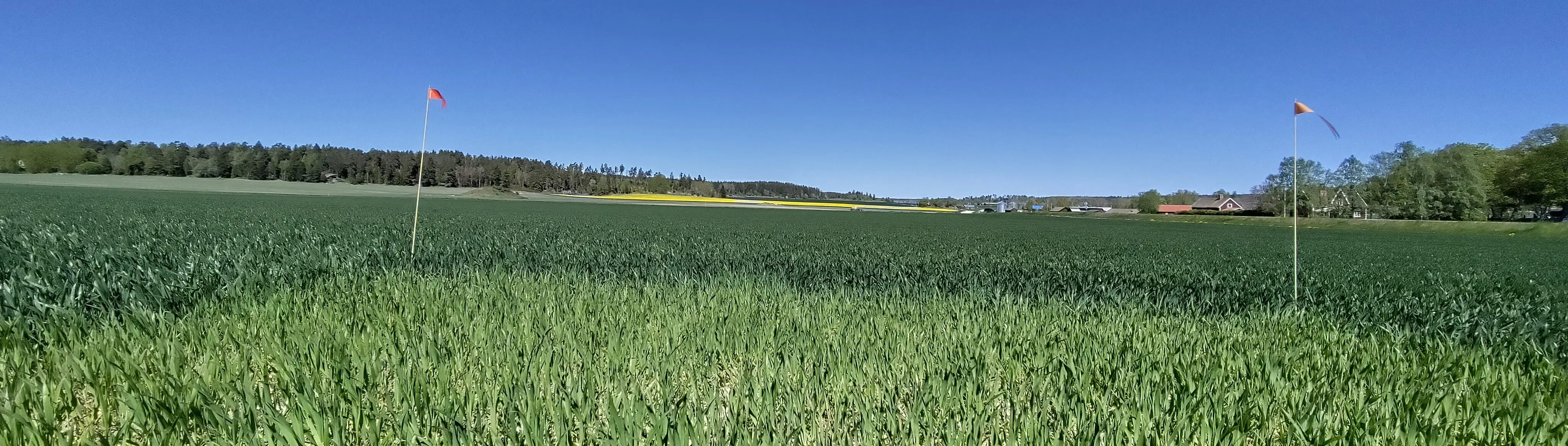 Höstvetfält med rapsfält i bakgrunden