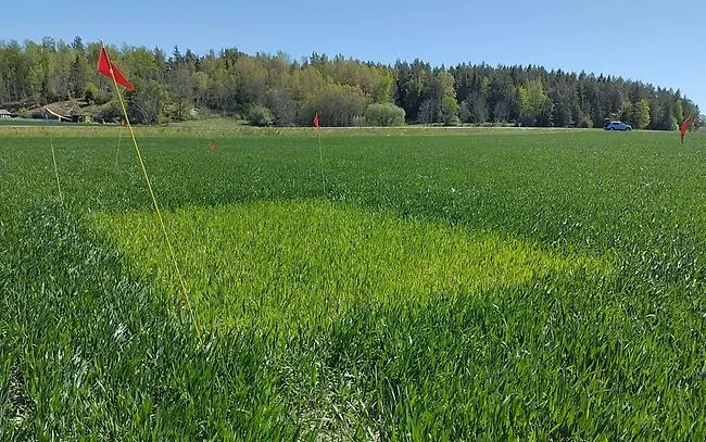 Höstvetefält med ogödslad ruta