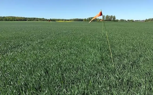 Höstvetefält med ogödslad ruta.