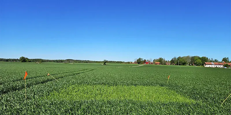 Nollruta i höstvete utanför Vintrosa