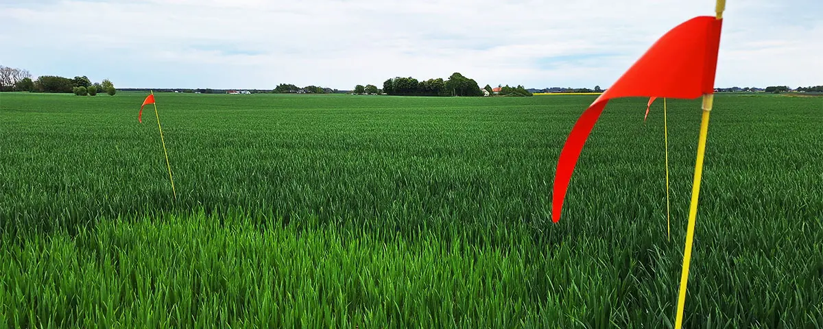 Nollruta i höstvetefält utanför Sandby