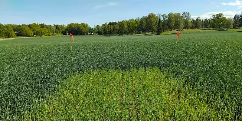Nollruta i höstvetefält