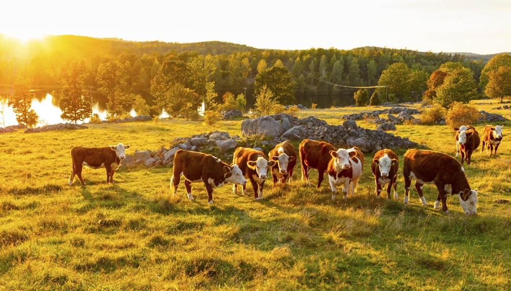 betande kor i solnedgång