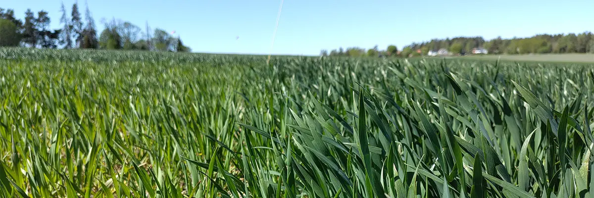 Höstvetfält med rapsfält i bakgrunden
