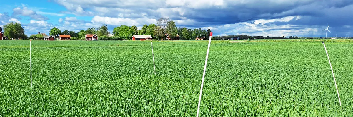 Nollruta i höstvetefält