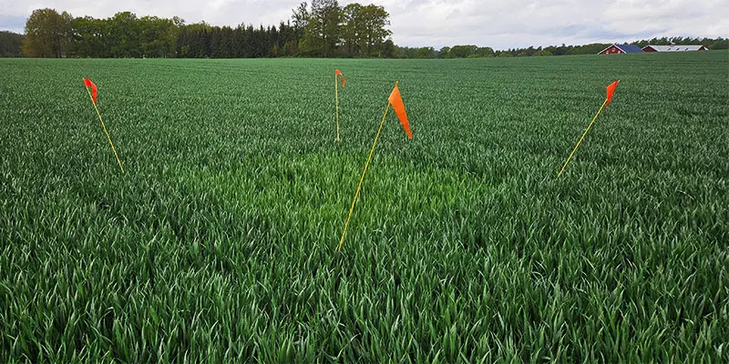 Nollruta i höstvetefält