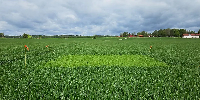 Nollruta i höstvete