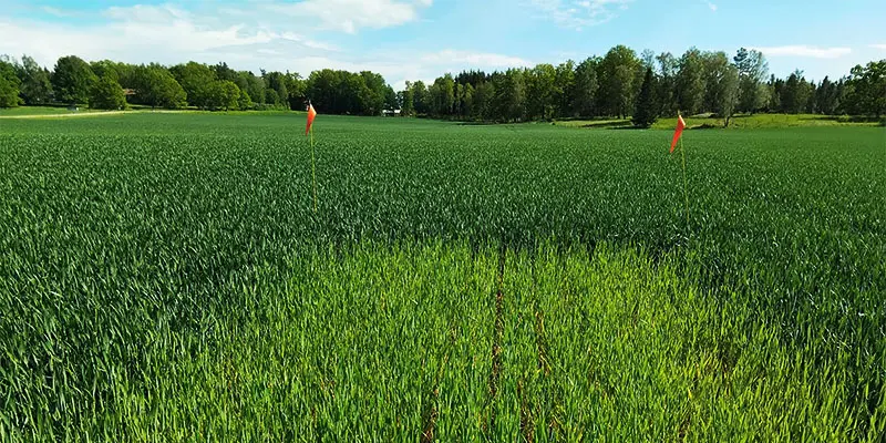 Nollruta i höstvetefält