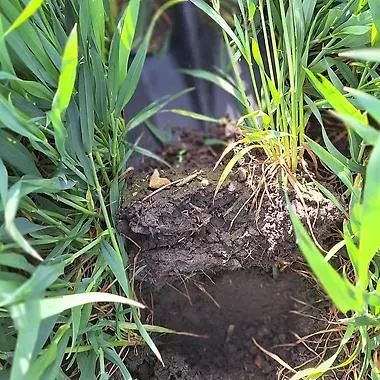 Bild 2. Efter 25 mm regn utanför lund under veckan är profilen fuktig en bra bit ner. Tillfört gödselkväve har löst upp och nitratdelen bör ha kunnat komma ner till rötterna. Foto av J. Lassvik