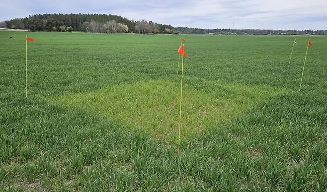 Bild 2. Fält D2, Stora Lövhulta utanför Eskilstuna, förfrukt höstvete. Här syns nollrutan tydligt. Kväveupptaget var 15 kg/ha i nollrutan och 36 kg/ha i det gödslade fältet när bilden togs den 2 maj. Foto: Henrik Forsberg