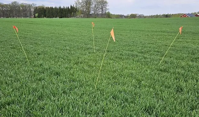 Bild 3. Fält D3, Klahammar, Stallarholmen, förfrukt höstraps. Här kan man knappt se nollrutan. Kväveupptaget i nollrutan 40 kg/ha och i det gödslade fältet 48 kg/ha. Foto: Henrik Forsberg