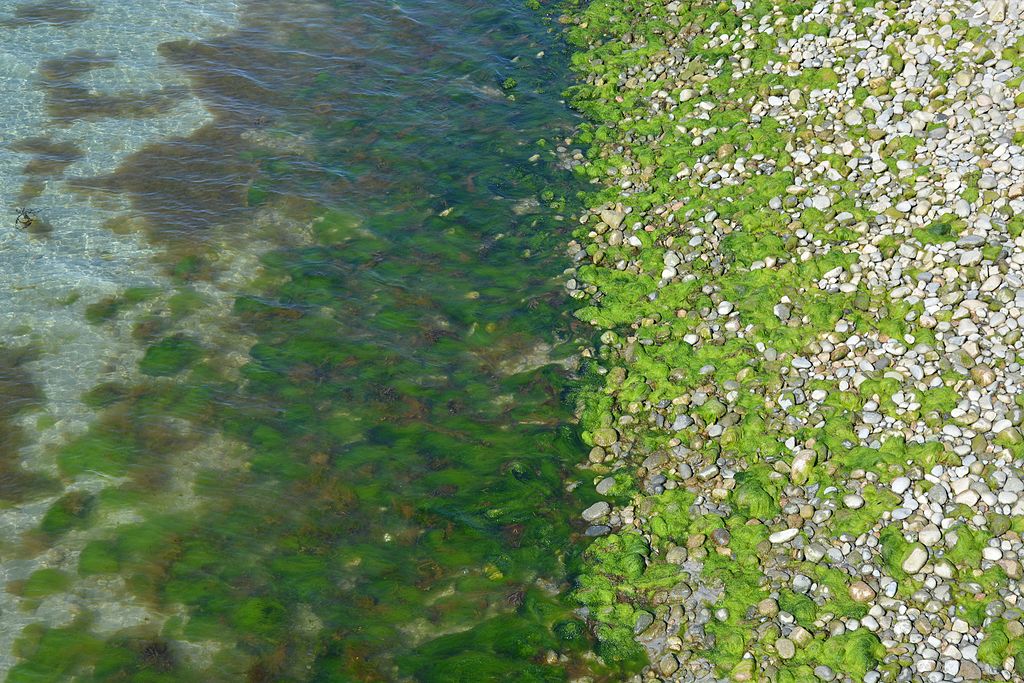 stenig havsstrand med  gröna alger som flyter i vattnet.