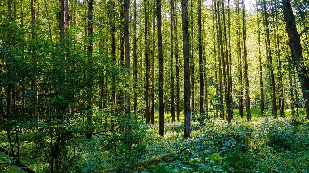 skog poppel